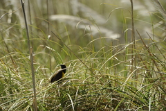 Pseudoleistes virescens