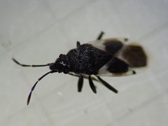 Oxycarenus luctuosus