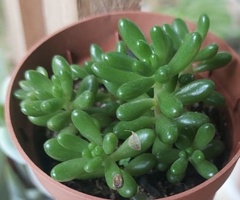 Sedum × rubrotinctum