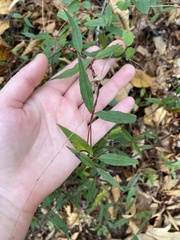 Gelsemium sempervirens