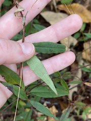 Gelsemium sempervirens
