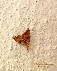 Glaphyriinae