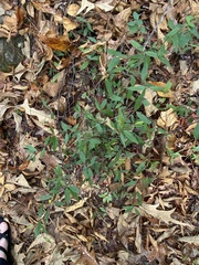 Gelsemium sempervirens