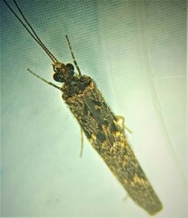 Hydrobiosidae