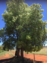 Brachychiton