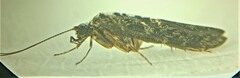Hydrobiosidae