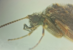 Hydrobiosidae