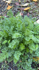 Scandix pecten-veneris