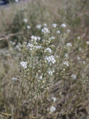 Lepidium fremontii