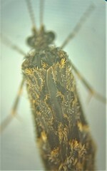 Hydrobiosidae