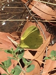 Eurema smilax