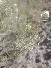 Lepidium fremontii