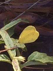 Eurema smilax