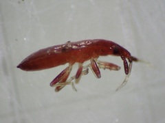 Anthocoridae