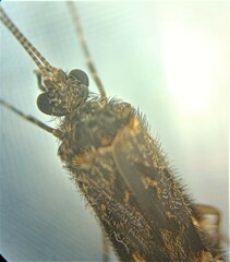 Hydrobiosidae