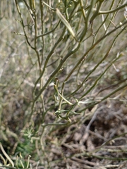 Lepidium fremontii