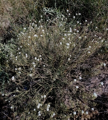 Lepidium fremontii