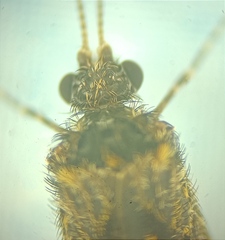 Hydrobiosidae