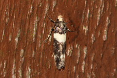 Recurvaria leucatella