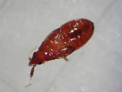 Anthocoridae