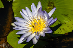 Nymphaea nouchali caerulea
