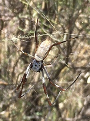 Trichonephila edulis