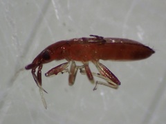 Anthocoridae