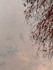 Catostomus commersonii