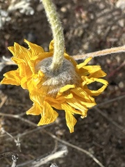 Baileya multiradiata
