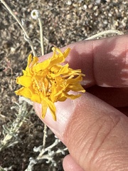 Baileya multiradiata
