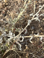 Baileya multiradiata