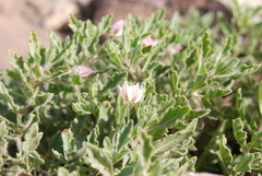 Chamaesaracha sordida