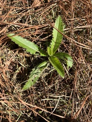 Cirsium horridulum