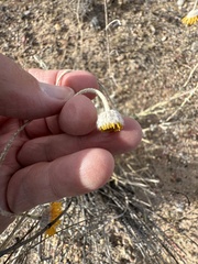 Baileya multiradiata