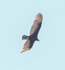 Cathartes aura