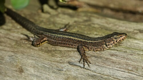 Bocage's Wall Lizard