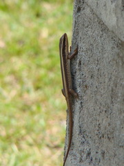 Trachylepis striata