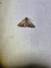 Tolpiodes oligolasia