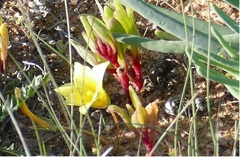 Romulea citrina