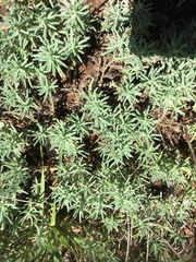 Enchylaena tomentosa