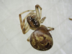 Neoscona theisi
