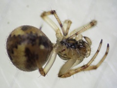 Neoscona theisi