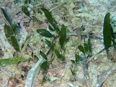 Caulerpa prolifera