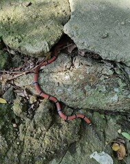Micrurus dumerilii antioquiensis