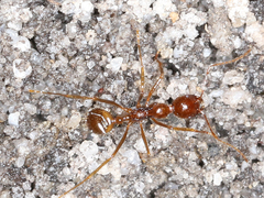 Aphaenogaster longiceps