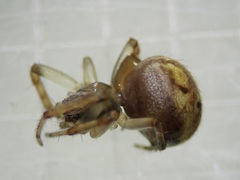 Neoscona theisi