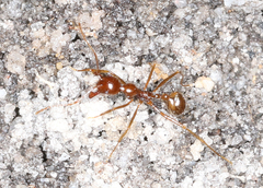 Aphaenogaster longiceps
