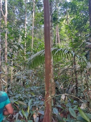 Calycophyllum