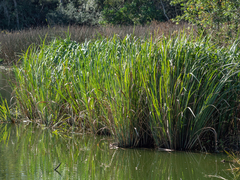 Zizaniopsis miliacea