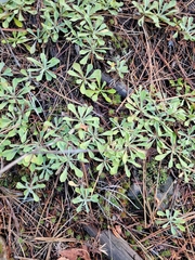 Eriogonum heracleoides